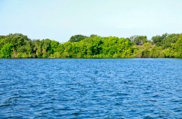 Algae on Lake LBJ?