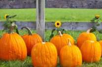 Sweet Berry Farms in Marble Falls Opens This Weekend