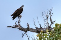 Incredible Wildlife on Lake LBJ